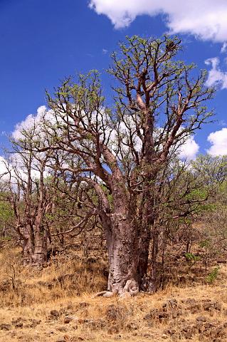 140 Onderweg naar Kaokoland, baobab.JPG